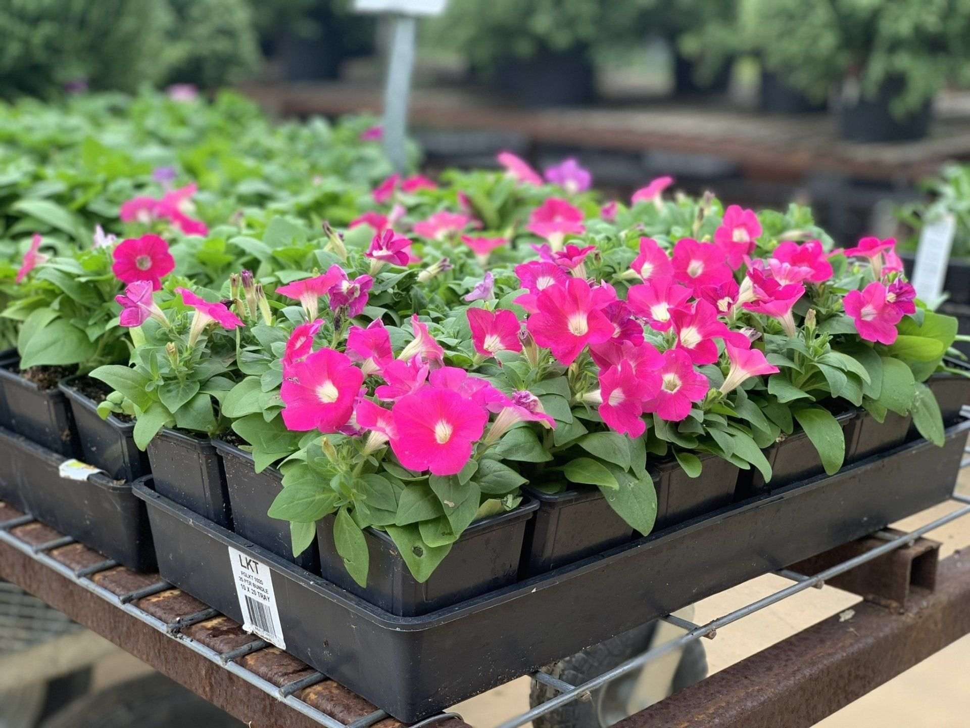 Trays of bedding plants in bloom